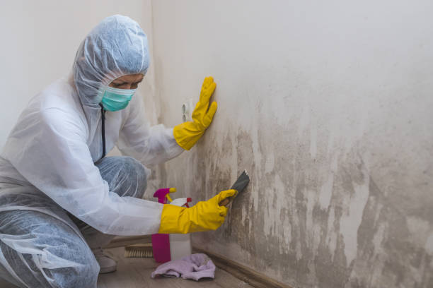 Best Attic Mold Removal  in Senatobia, MS