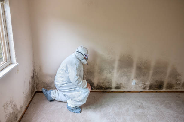 Best Certified Mold Removal  in Senatobia, MS