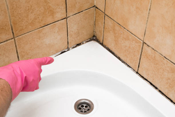 Mold Testing and Removal in Senatobia, MS